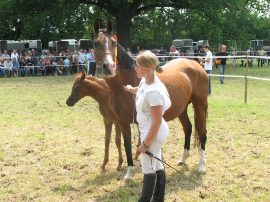 Modele et allures endurance Itterswiller 2007