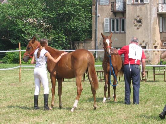 Modele et allures endurance Itterswiller 2007