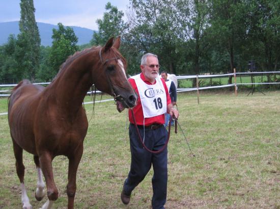 Modele et allures endurance Itterswiller 2007