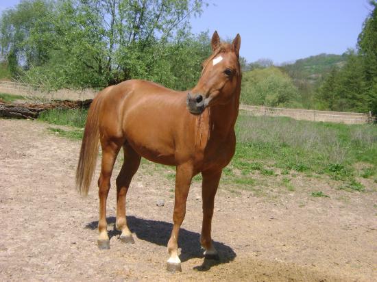 Pronostyk